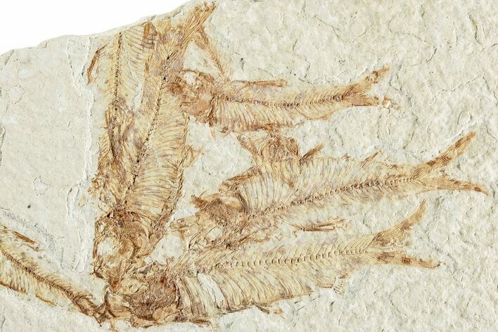 Multiple Detailed Fossil Fish (Knightia) - Wyoming #224554